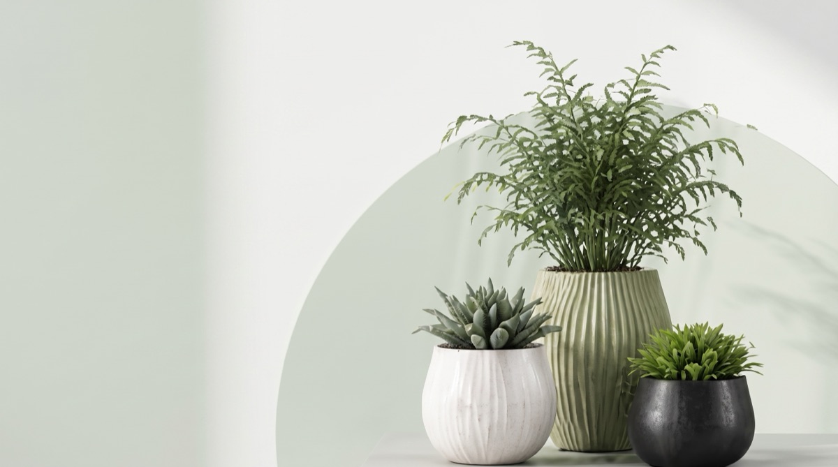 Plants